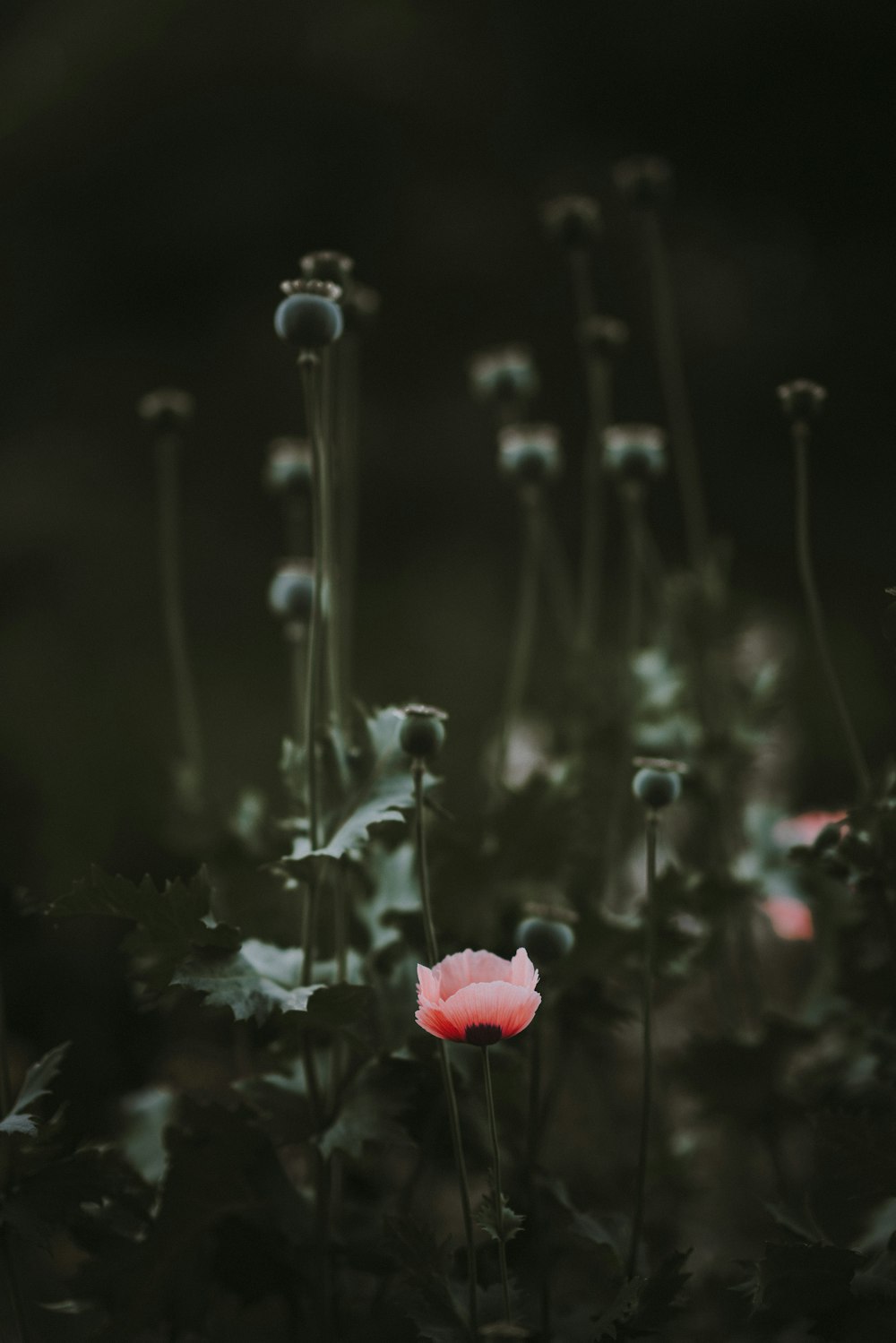 red petal flower plant