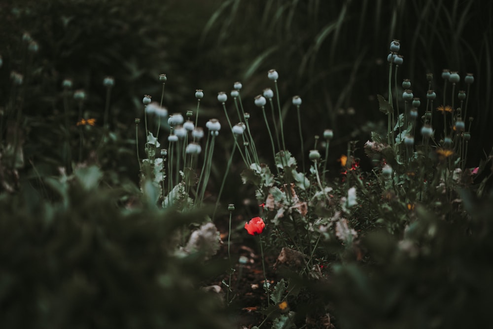 selective focus photography of white flowers