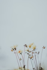 macro photography of white flowers