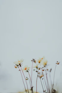 macro photography of white flowers