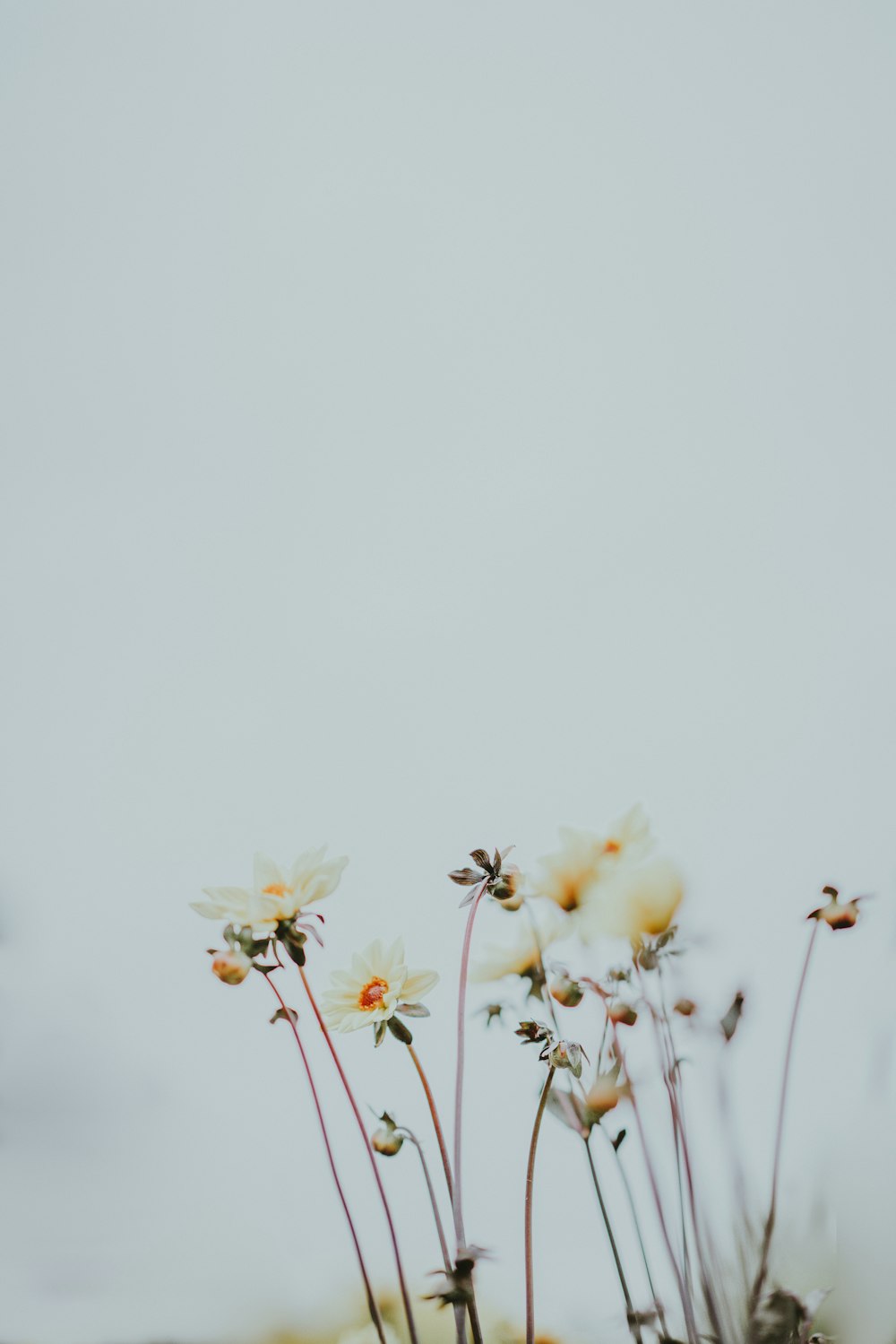 Fotografía macro de flores blancas