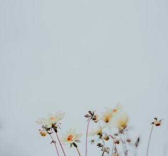 macro photography of white flowers