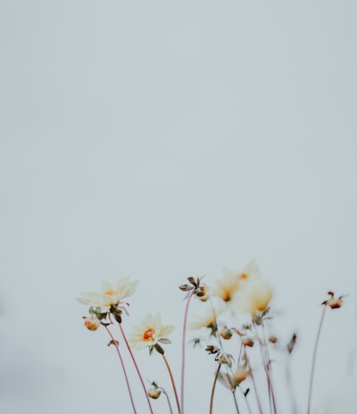 macro photography of white flowers