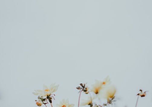 macro photography of white flowers