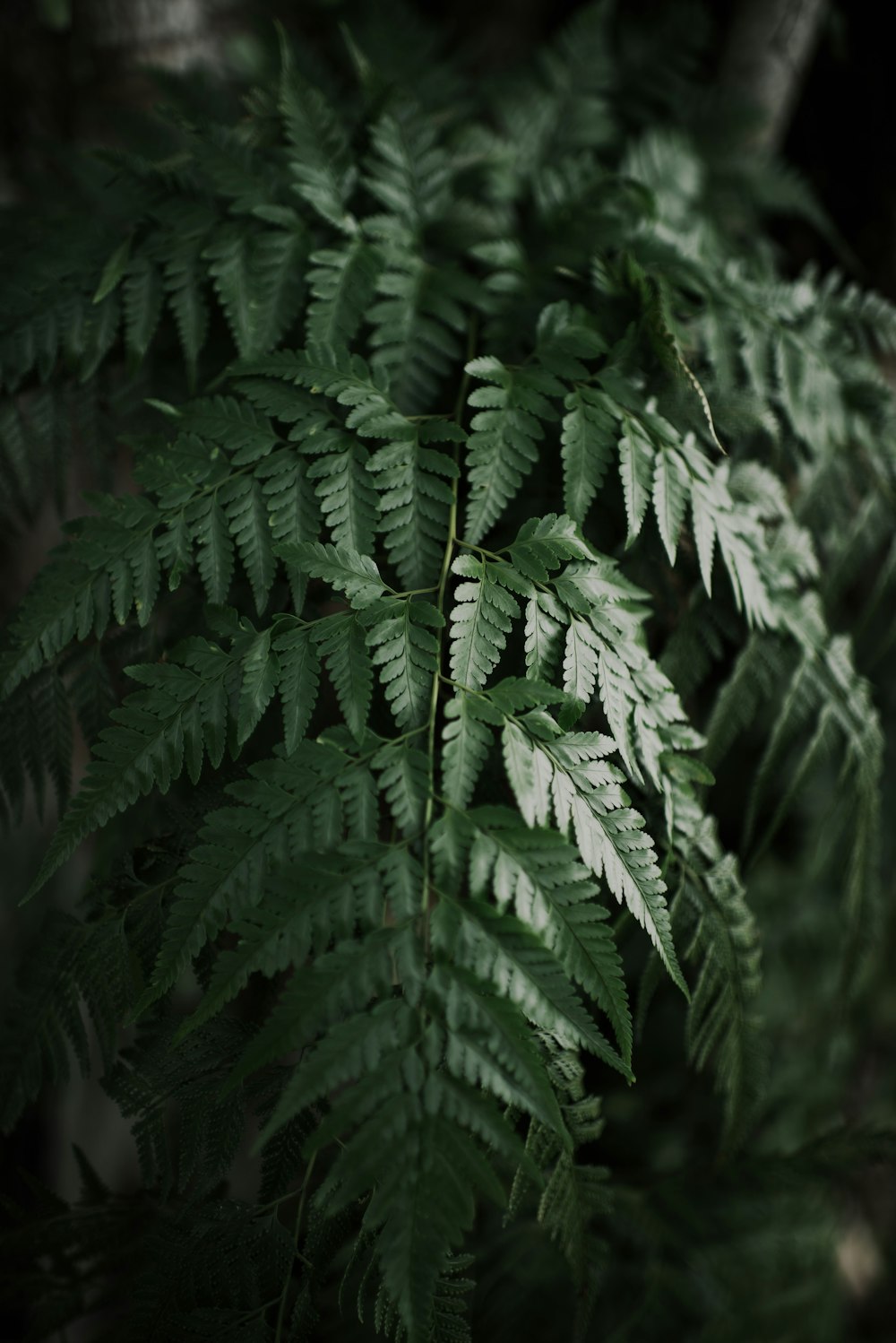 closeup photo of green leafed plant