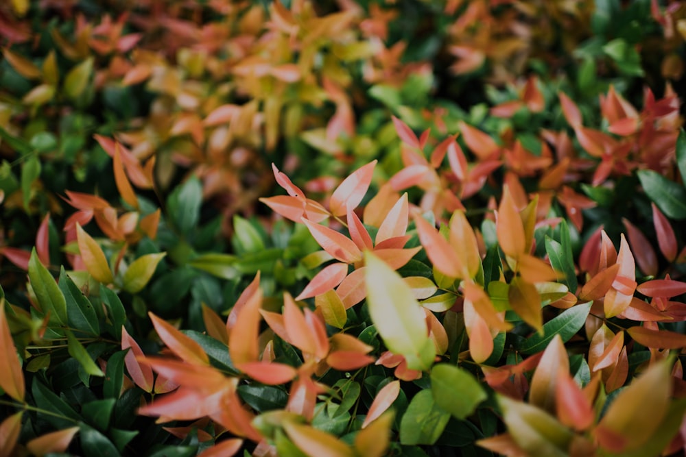 depth photography of green and brown leafed plants