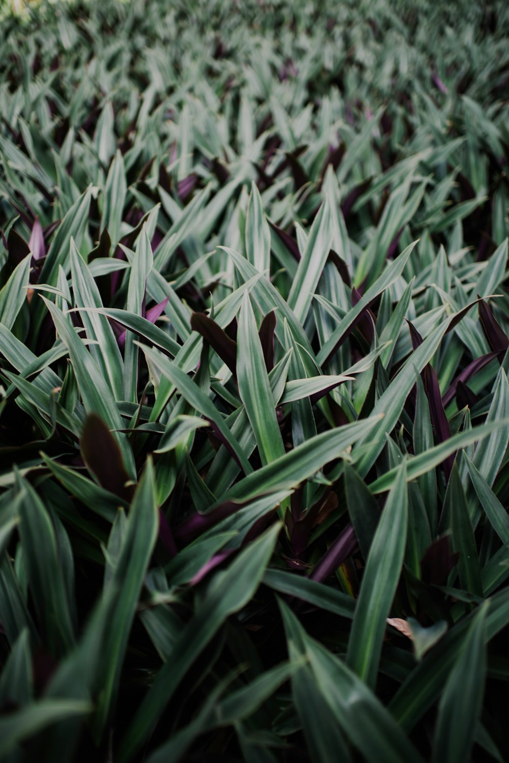 green leafed plant field