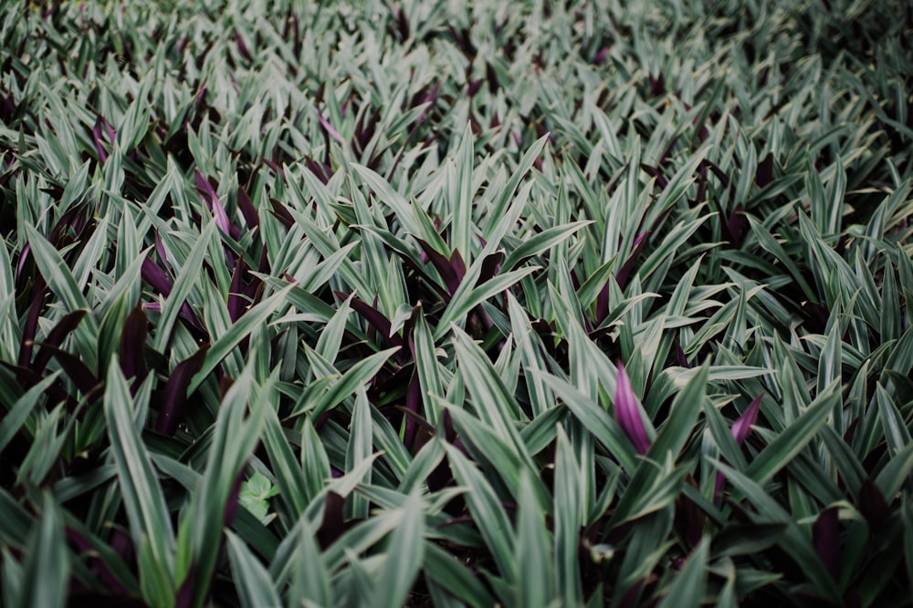 linear green and purple leafed plants