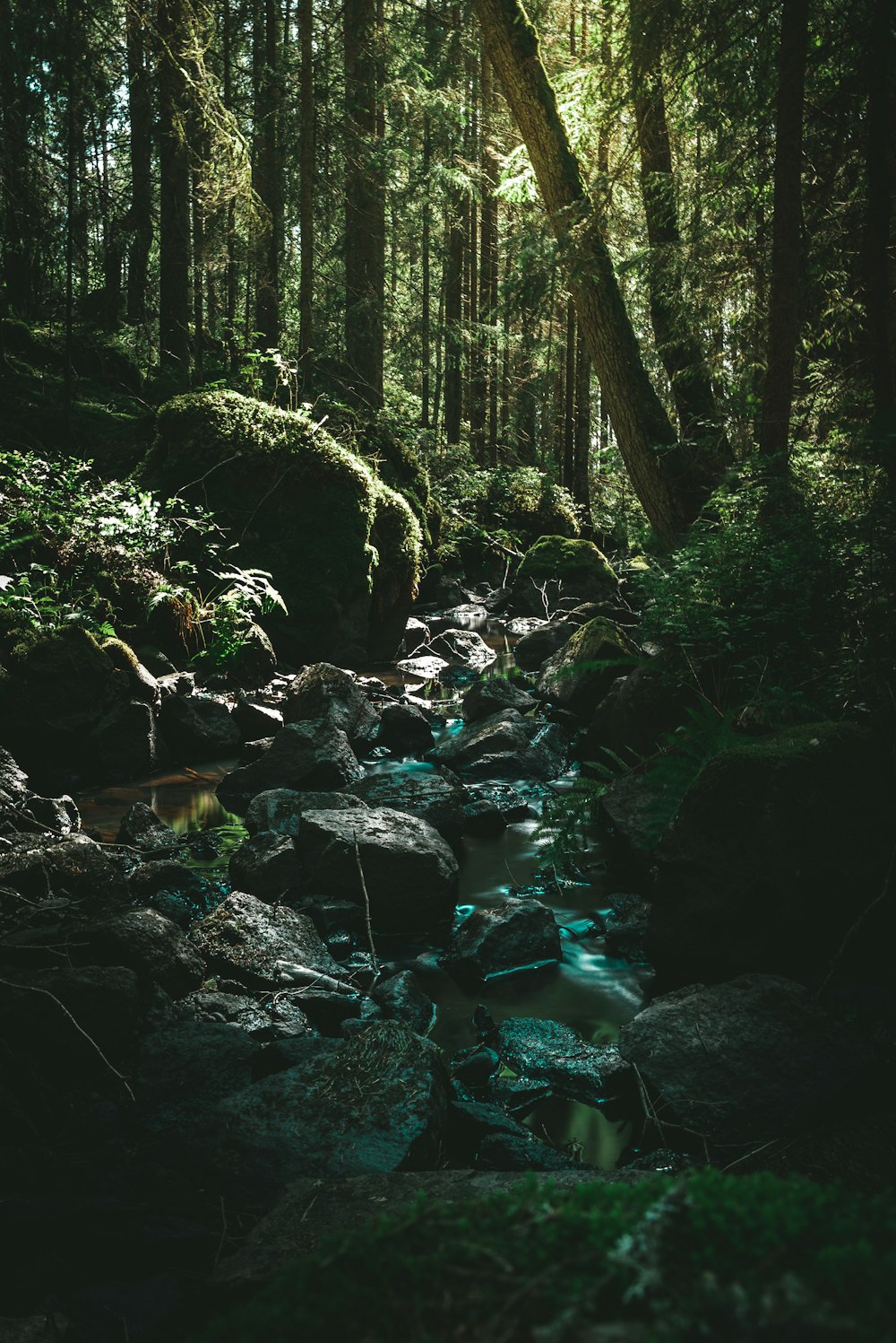 alberi a foglia verde vicino allo specchio d'acqua