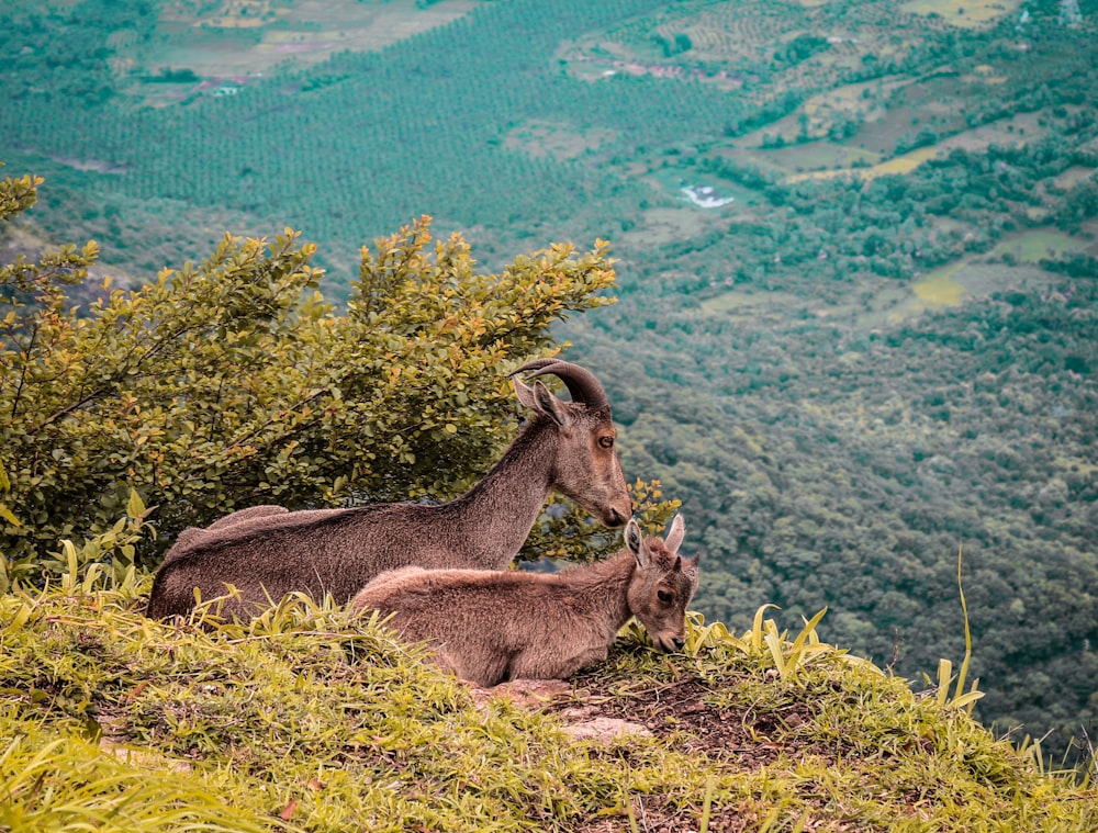 two brown deers beside green leaf plants during daytime