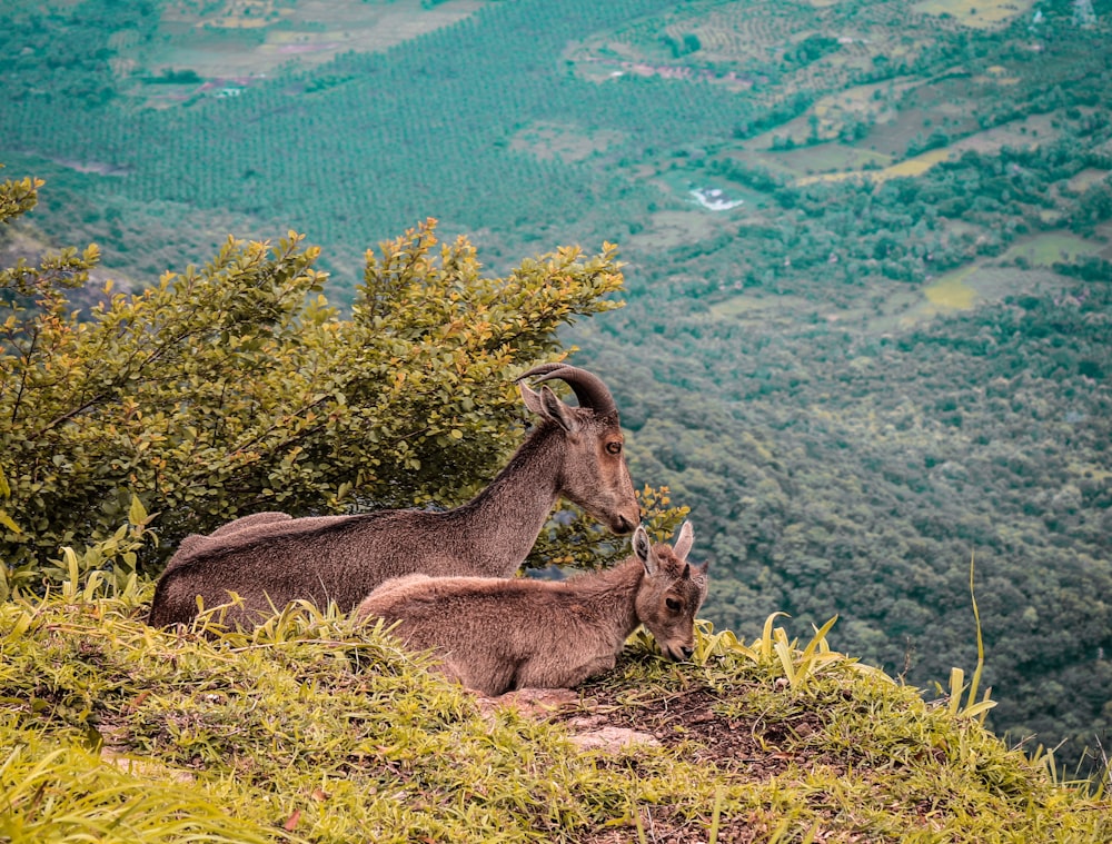 dois cervos marrons ao lado de plantas de folhas verdes durante o dia