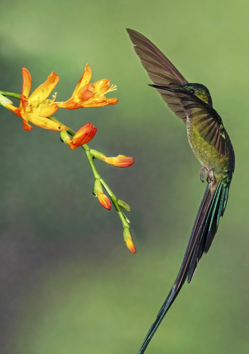 macro photography of bird and flower