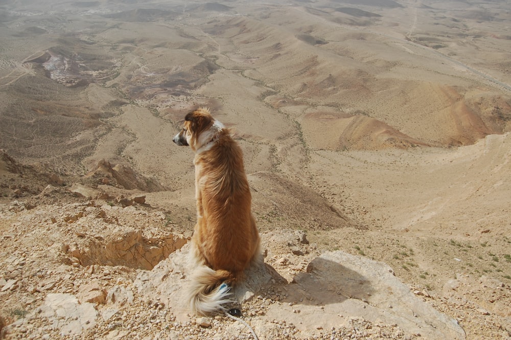 dog sitting on rock mountain