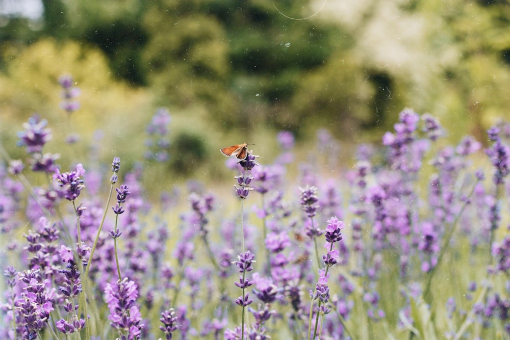 insect on purple flowering plant