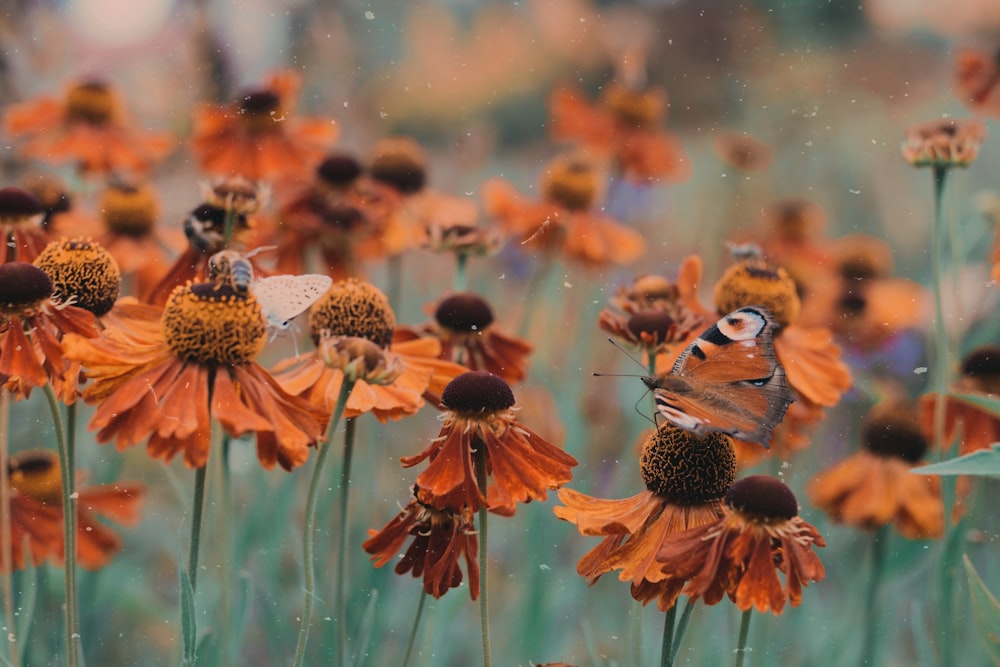 brown petaled flowers