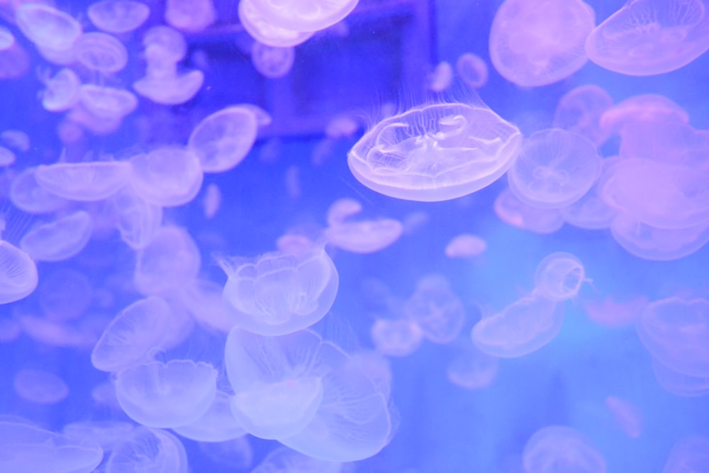 shallow focus of jelly fish