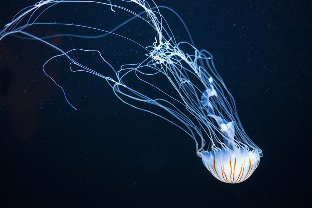 underwater photography of jellyfish