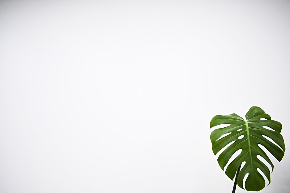 green leaf with white background