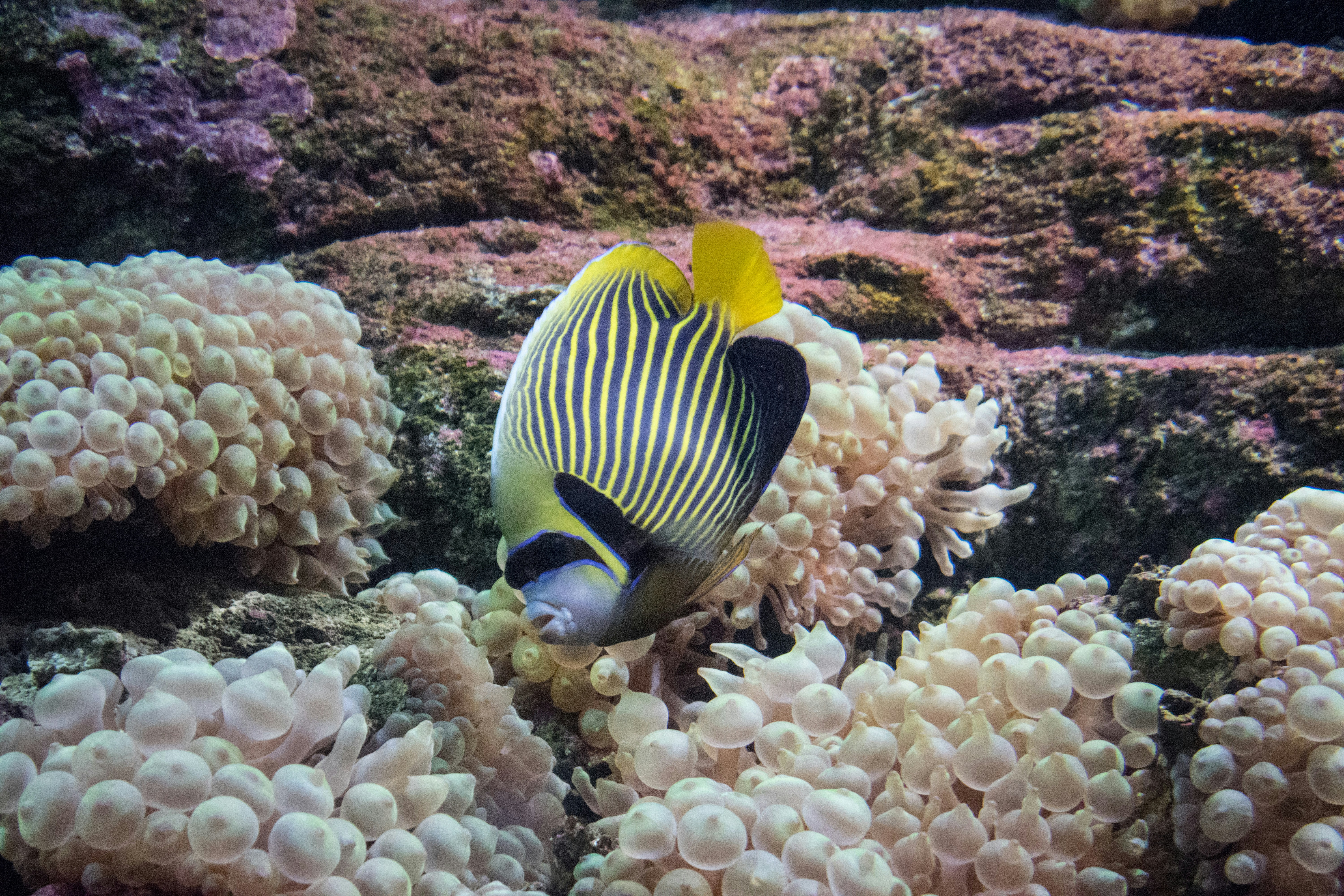 ikan kuning dan hitam
