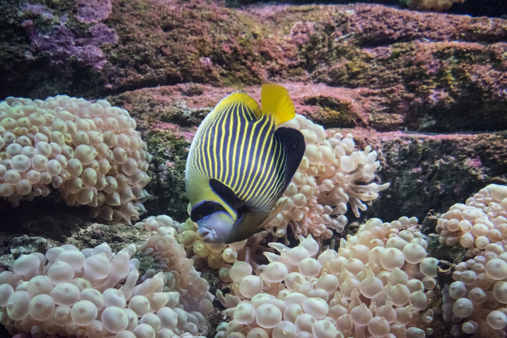 poissons jaunes et noirs