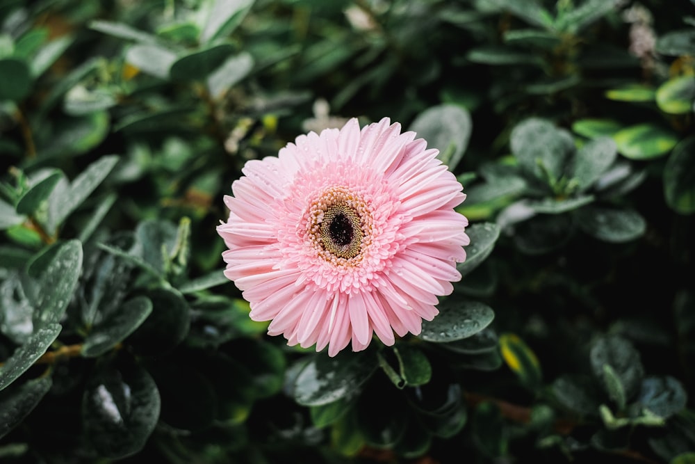 shallow focus photography of pink flower outdoors