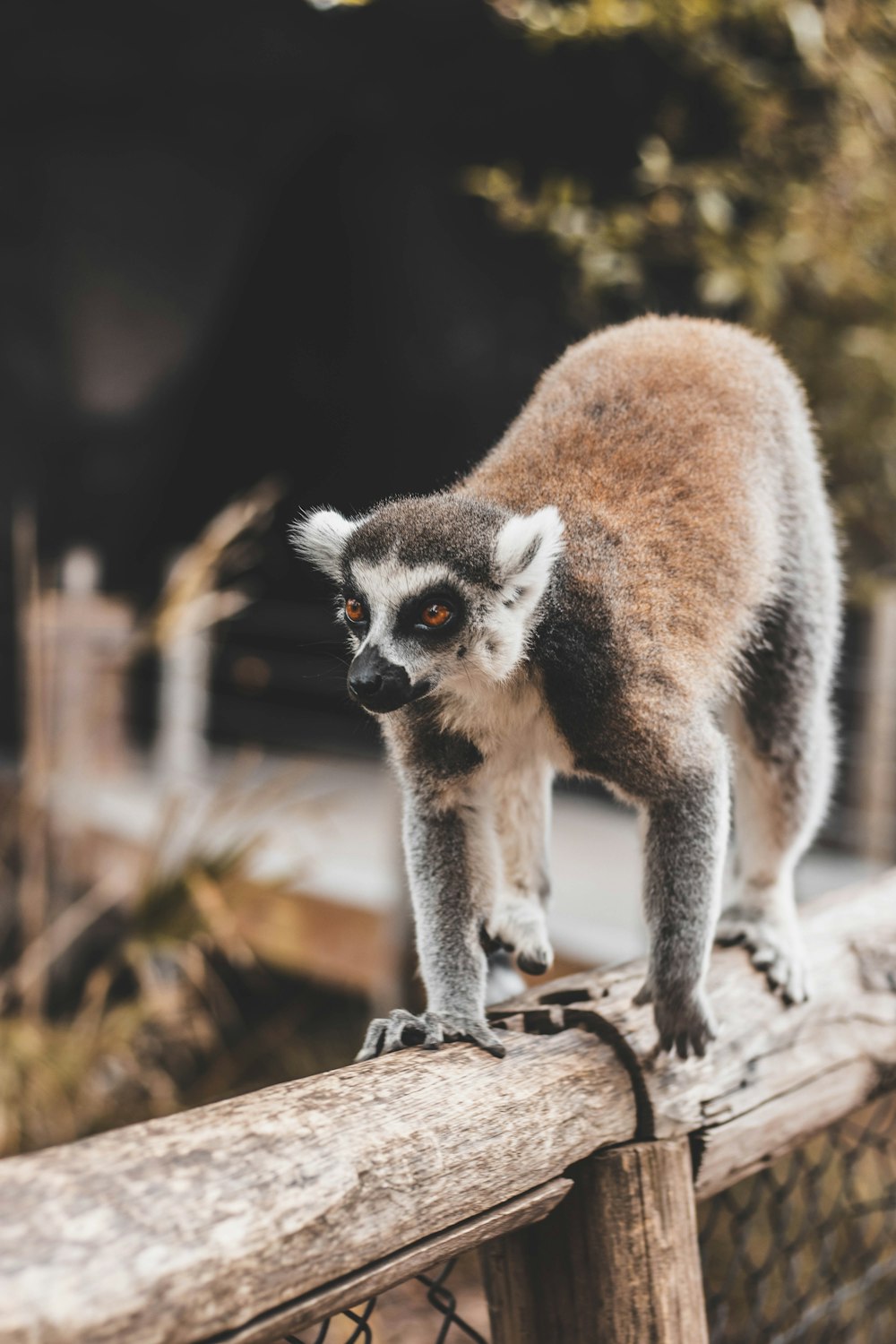 lemur on bridge rail