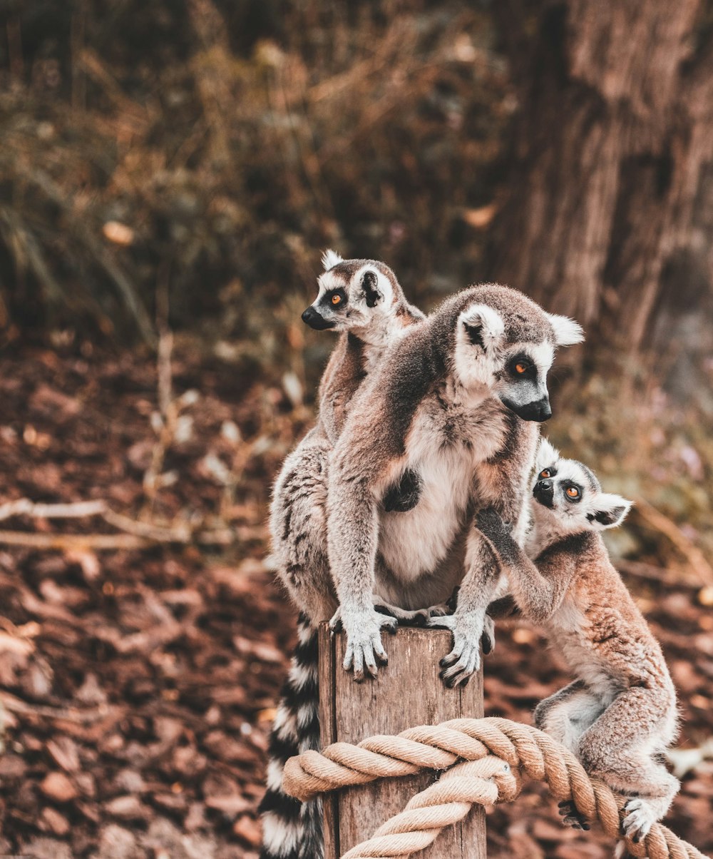 three lemurs on rope