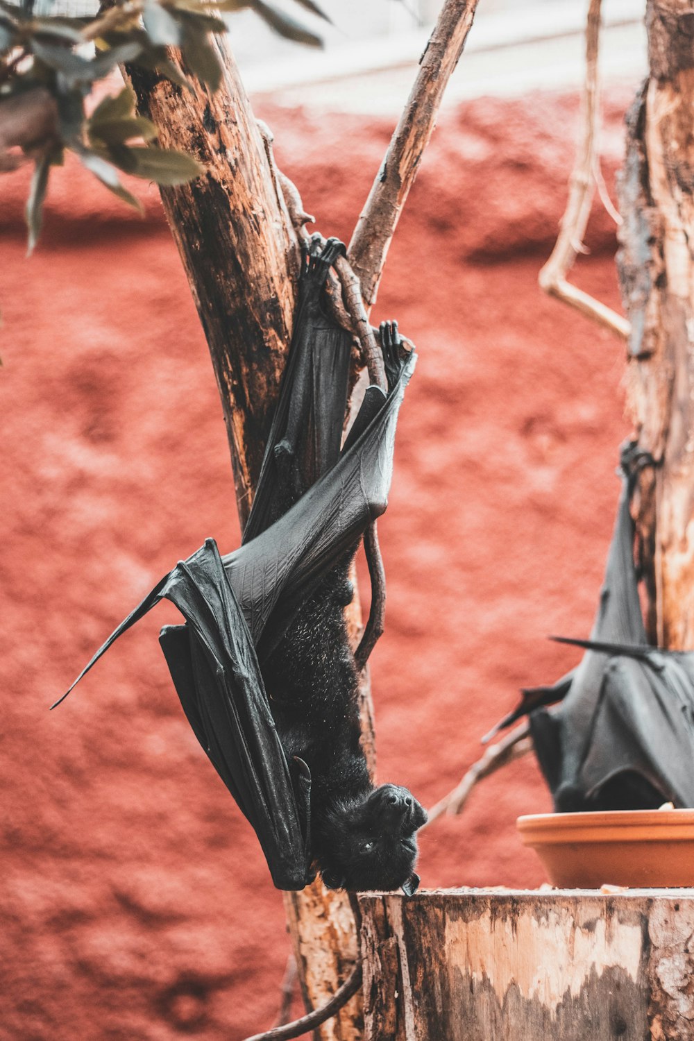 bat on tree