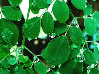 Fresh green leaves with droplets, reflecting natural balance and wellness.