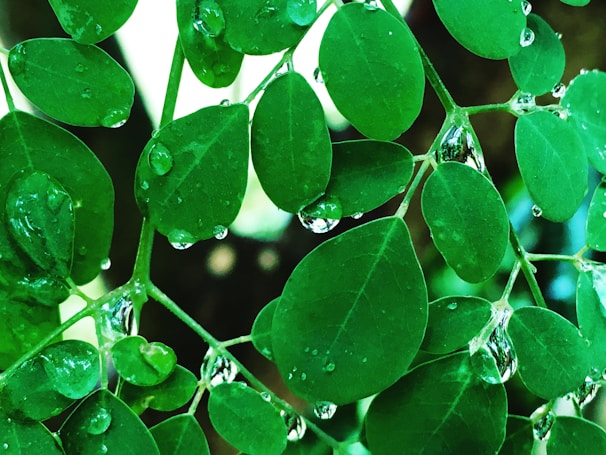 Drops of water glistening on fresh green leaves symbolizing natural purity.