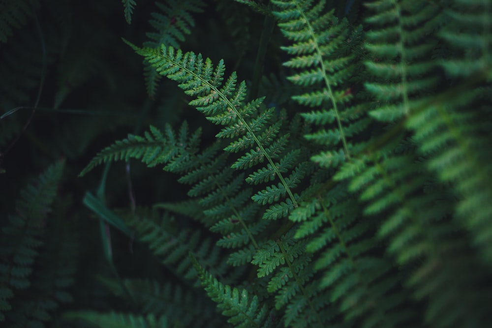 緑の植物の浅い焦点写真