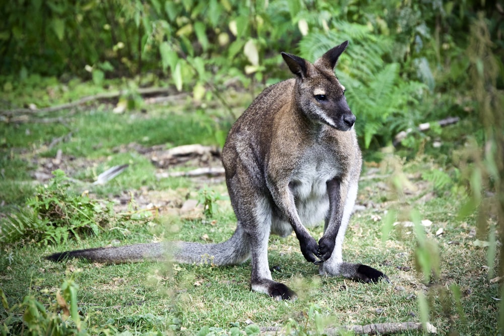 brown kangaroo on grass