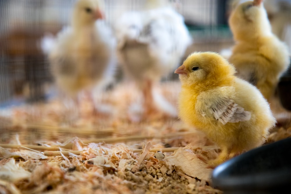 shallow focus photography of yellow chick