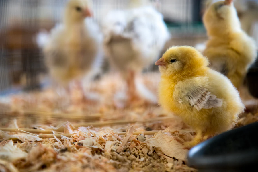 White broiler flock in a grow-out house