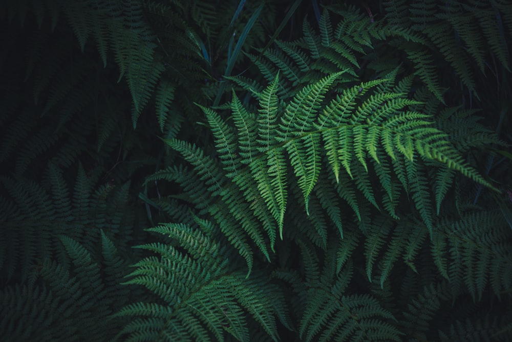 green ferns plant