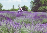 An artistic shot of a gymnast performing in a lavender field.