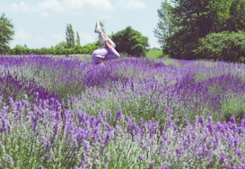 An expansive field of vibrant lavender flowers stretches across the landscape, with a person performing a headstand in the middle, surrounded by the lush greenery of trees in the background under a bright blue sky with scattered clouds.
