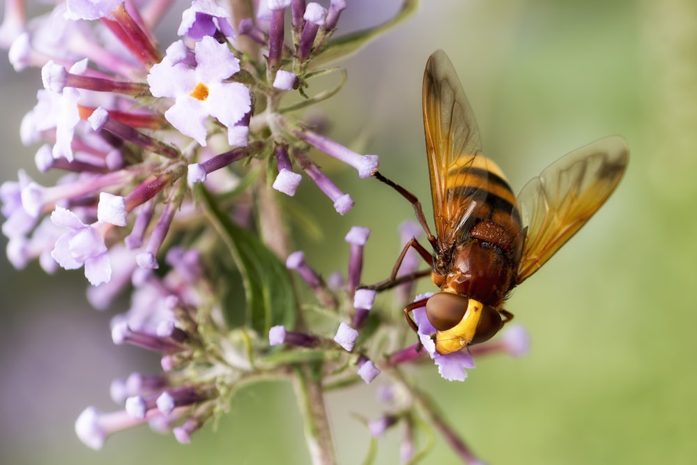 black and yellow bee