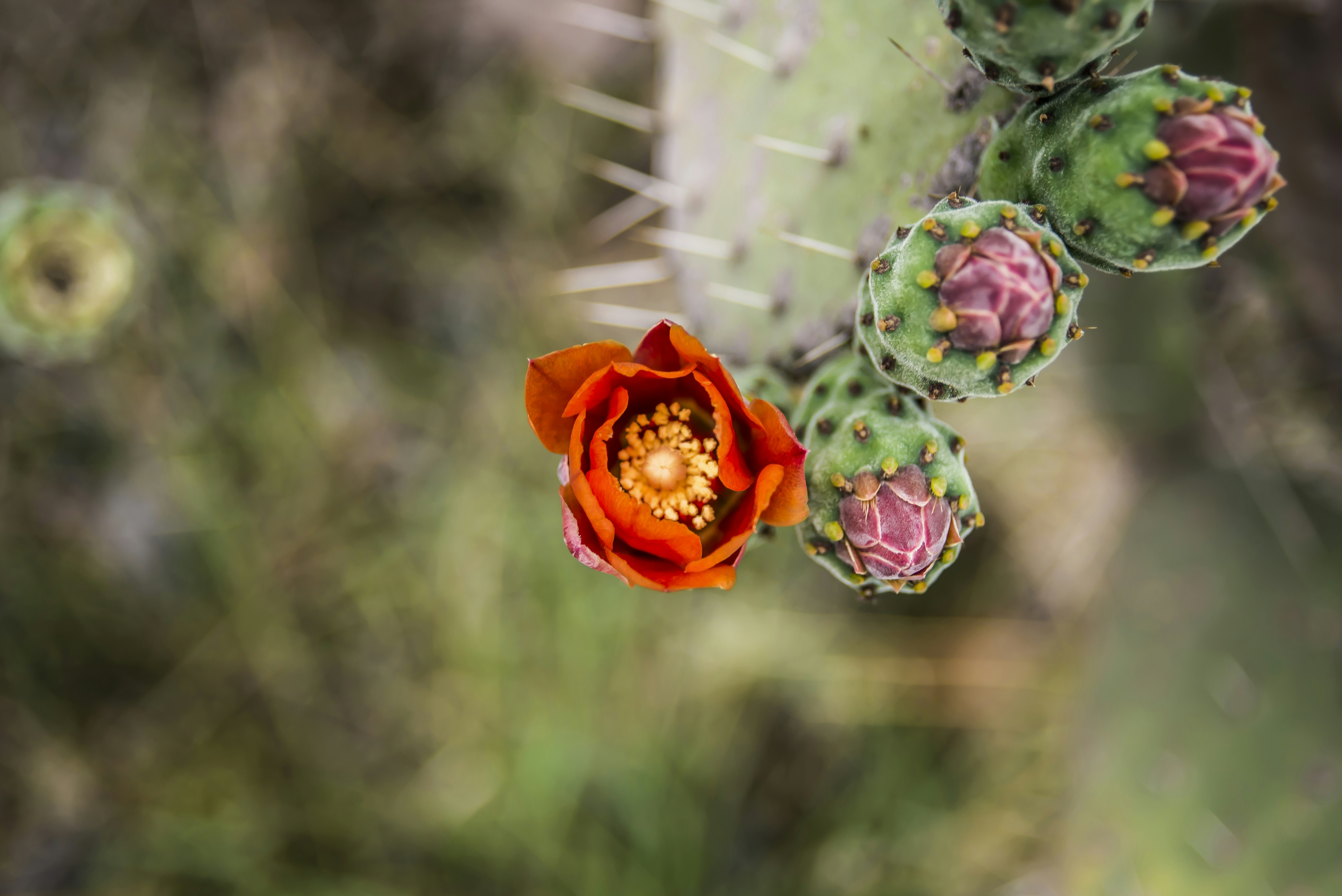 selective focus photography of red and green petaled flowers, On the hike to El Charco del Ingenio Botanical Gardens, we encountered a cactus in bloom.