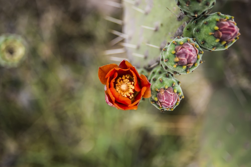 selective focus photography of red and green petaled flowers