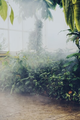 An indoor setting with lush green plants.