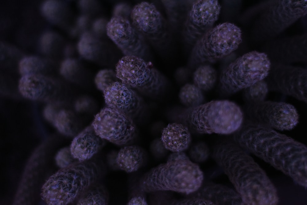 closeup view of corals