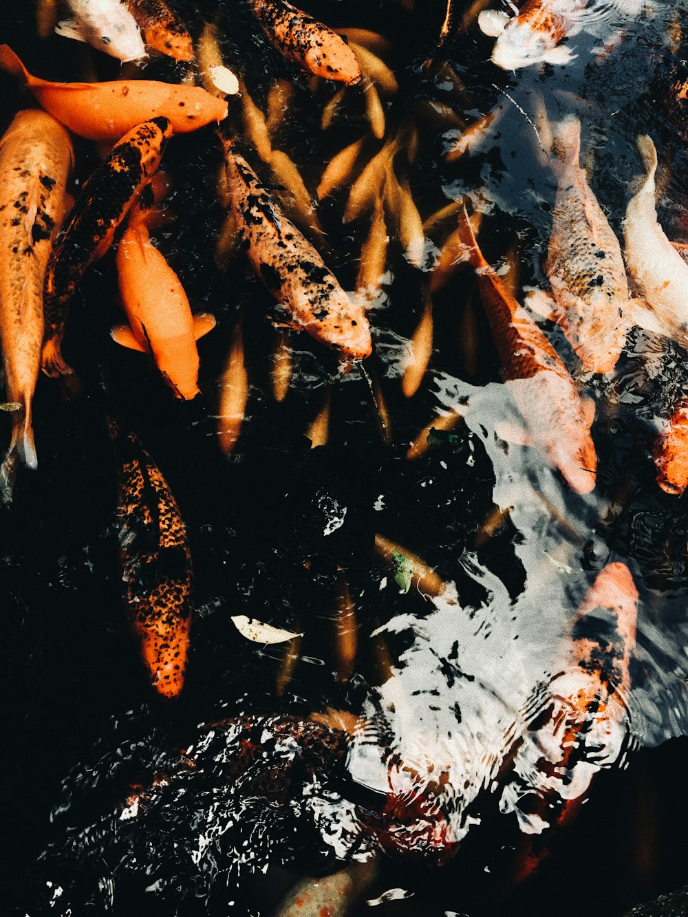 aerial view photography of school of koi fish