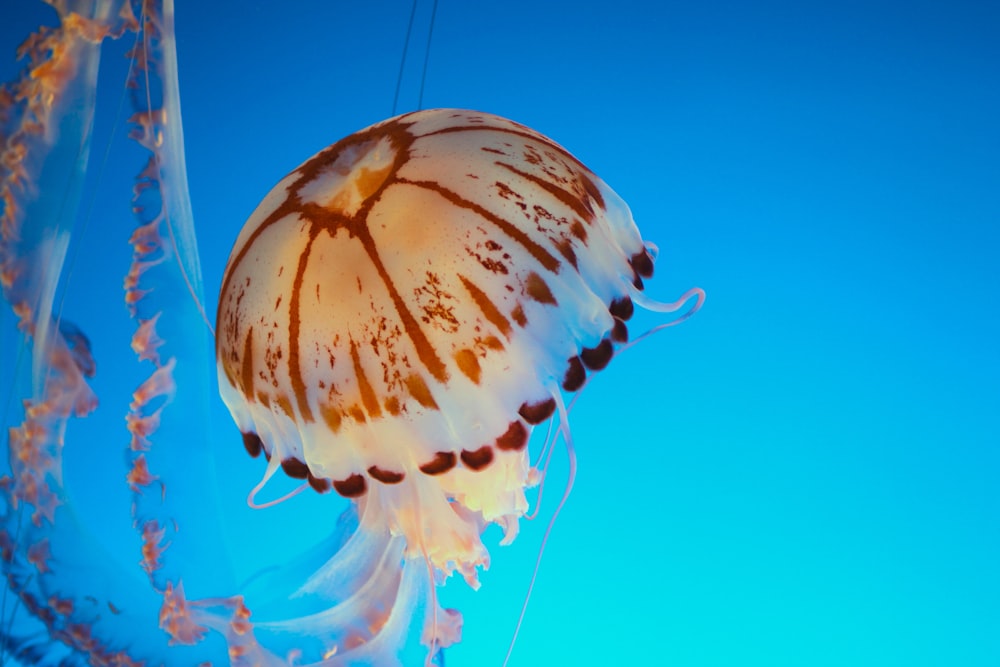 underwater photography of white and brown jellyfish