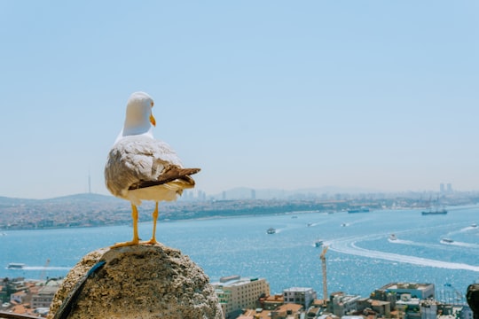 white duck standing on peak front of sea at daytime in Galata Tower Turkey