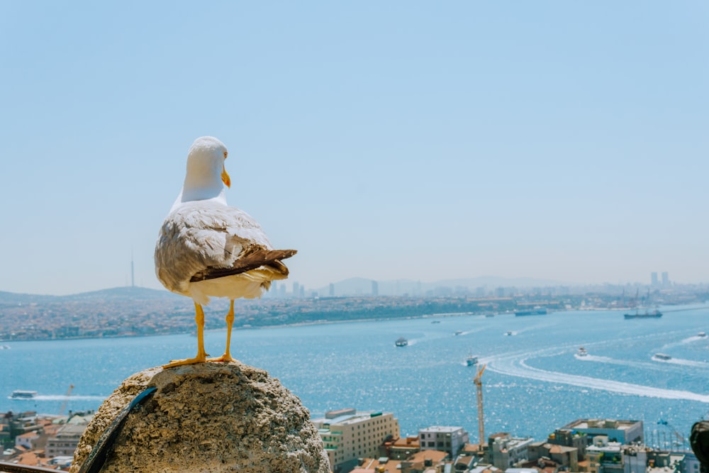 white duck standing on peak front of sea at daytime