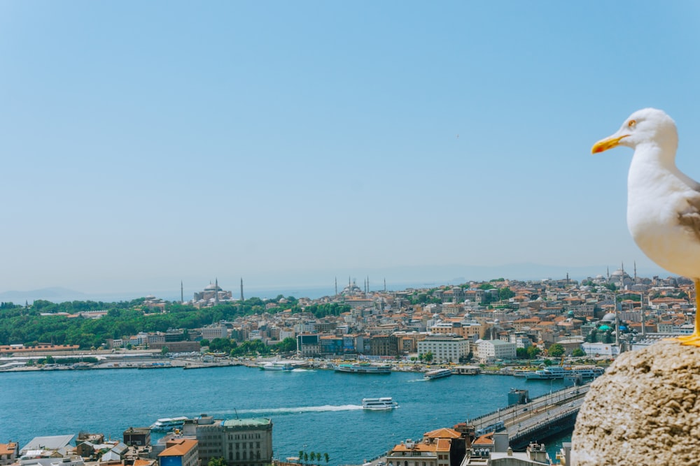 a seagull sitting on top of a rock overlooking a city