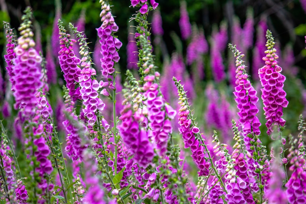 Fotografia de foco raso de flores cor-de-rosa nos prados