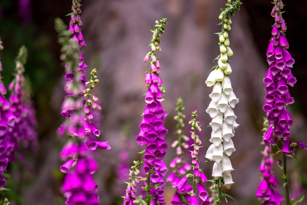 Foto de enfoque selectivo de flores de pétalos morados y blancos