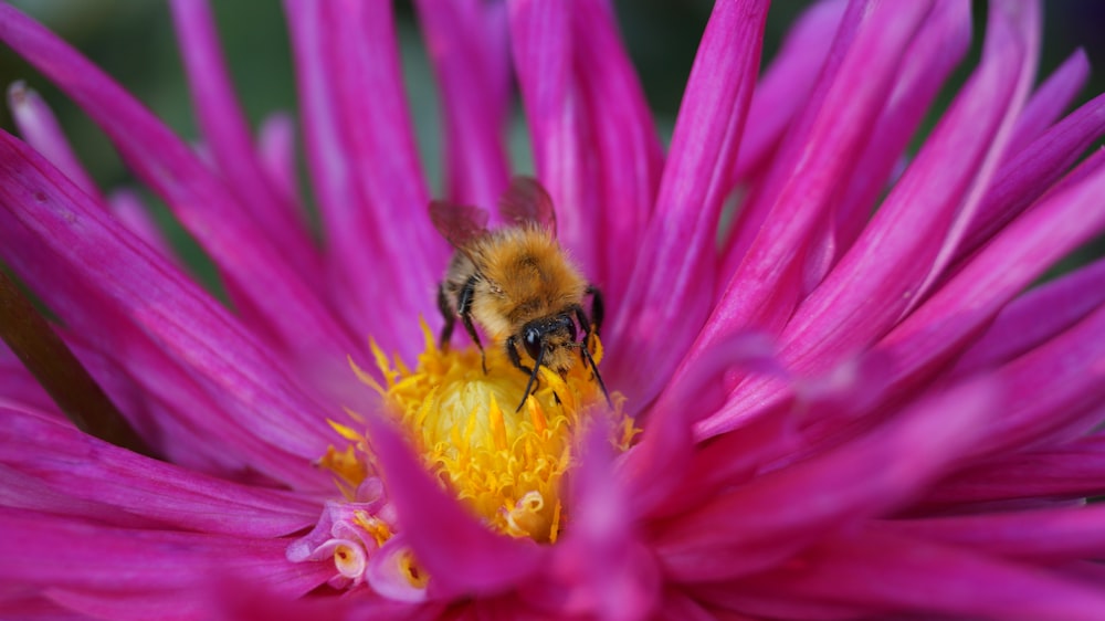 braune Biene auf rosa Blume